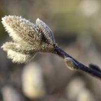 a fuzzy magnolia bud