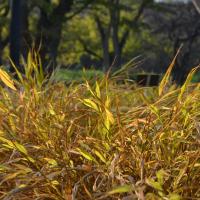 Japanese Forest Grass
