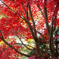 red-leaved Japanese maple branches