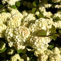 full, white flower clusters