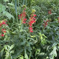 Vibrant red cardinal flowers with tubular petals growing in upright clusters on tall green stalks, surrounded by lush foliage