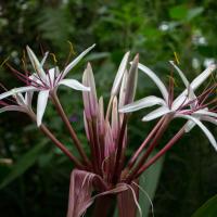 Copper-Leaved Crinum Lily in the Entry House.