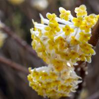 clusters of tubular white flowers with four fuzzy yellow petals pointing downward