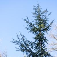 A tall evergreen tree standing prominently against a clear blue sky. Its branches reach outward and upward, displaying a variety of needle-like leaves that convey a vibrant green color.