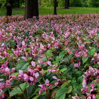 Low-growing, pink-flowered plants cover an expansive area under trees.