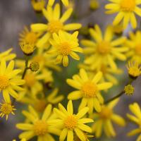 small, yellow wildflowers