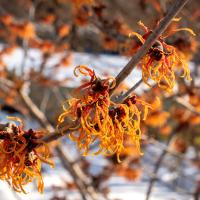 rust-colored witch hazel flowers