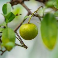 A round yellowish green fruit hands from a bonsai tree surrounded by the plant's green leaves.