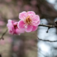 a pink apricot blossom on a tree