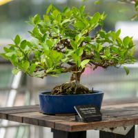 A bonsai tree sits in a blue pot on a wooden table.