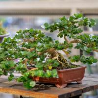 A bonsai tree planted in brown pot is displayed on a wood table.