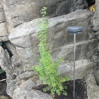 A green plant is growing from dark soil, nestled between large, textured gray rocks. A small sign next to the plant identifies it as "Cape Leadwort" with additional botanical information. The background features more rocks and greenery.