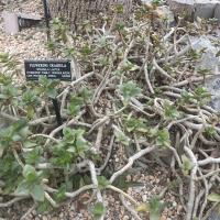 A sprawling plant that looks like a tangle of gray-brown stems, each ending in an arrangement of waxy, teardrop-shaped leaves with red edges. The leaf arrangement is opposite, with each pair turned 90° from the last.