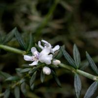 Australian Rosemary with small white flowers on a stalk with skinny, emerald green leaves blooming in Brooklyn Botanic Garden's Warm Temperate Pavilion