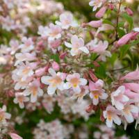 Clusters of light-pink bell-shaped flowers are tinged with orange at their centers.