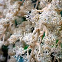 Rice Paper Plant with many stringy white blossoms