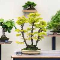 A bonsai tree with light greenish yellow leaves is displayed in a pot on a wooden table.