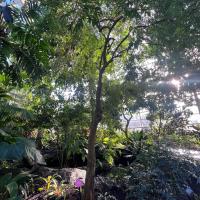 full picture of plant