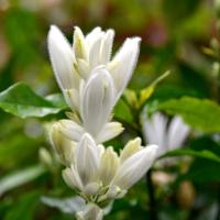 white candle flowers