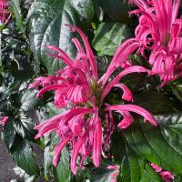 Many pink flowers that are thin and long coming out of a a common area
