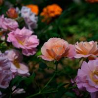 roses in bloom, with pink and peach color variation