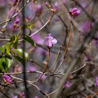 Vibrant magenta flowers sprout from thin gray and light brown branches with out-of-focus lines in the foreground and background. The plant's leaves are visible on the left of the image.