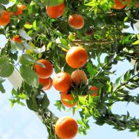 Myrtle-Leaf Sour Orange