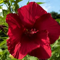 large, red hibiscus flower