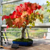 A bonsai with red leaves in a blue pot is displayed on a wooden table.