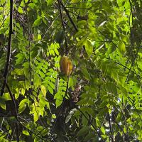 Fruit hanging from a branch