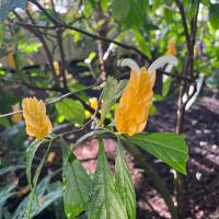 Close up of a flower that is tubular with over lapping yellow peddles and a few white peddles sticking out of the yellow.