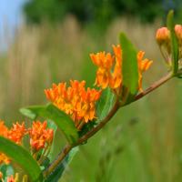 orange-flowered butterfly weed