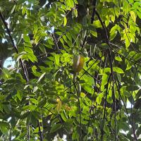 Fruit hanging form a branch