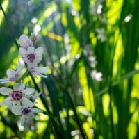 Wurmbea stricta, a plant with white flowers featuring a purple ring at their center, blooming in Brooklyn Botanic Garden's Warm Temperate Pavilion