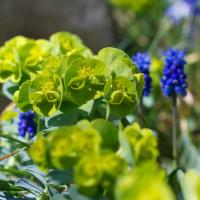 <em>Euphorbia myrsinites</em> (myrtle spurge) in the Rock Garden.