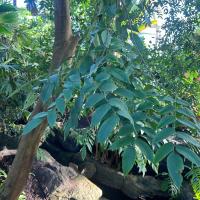 Leaf structure