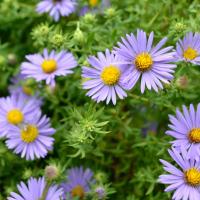 light-purple asters
