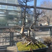 A bonsai tree without leaves, with intricate branching, showcasing a gnarled trunk and several thin, twig-like branches without leaves. The tree is planted in a rectangular black pot filled with green moss in a greenhouse.