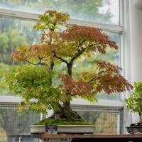 A bonsai tree with green leaves on one side and reddish leaves on the other is displayed in a pot on a wooden table.