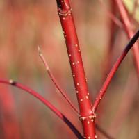 slender, red bare stems of a dogwood shrub