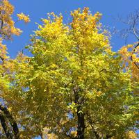 Kentucky Yellowwood tree with yellow fall foliage