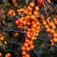 A collection of many small orange berries on dark brown twigs