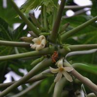 Papaya Flowers