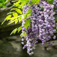 Long racemes of purple flowers spill over the top of a wooden trellis.