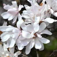 pale pink star magnolia blossoms