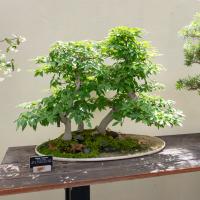 A forest-style bonsai specimen grows from a shallow oval-shaped pot sitting atop a wooden table.