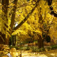 Ginkgo trees with gold fall foliage