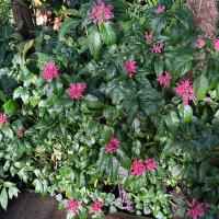 Shows lots of leaves and flowers, leaves are a dark green, with flowers that are pink