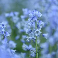 Spanish bluebells in bloom