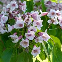 Clusters of pink-spotted, trumpet-shaped flowers bloom alongside green ovate leaves.